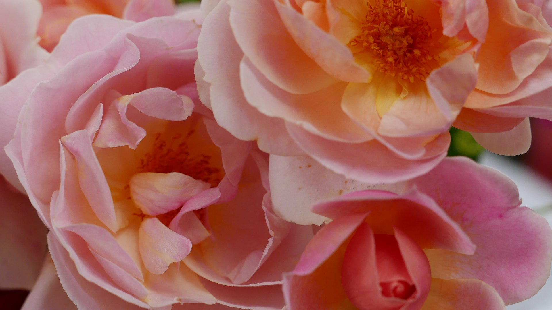 20221005_blumenfest, © Stadt Miesbach
