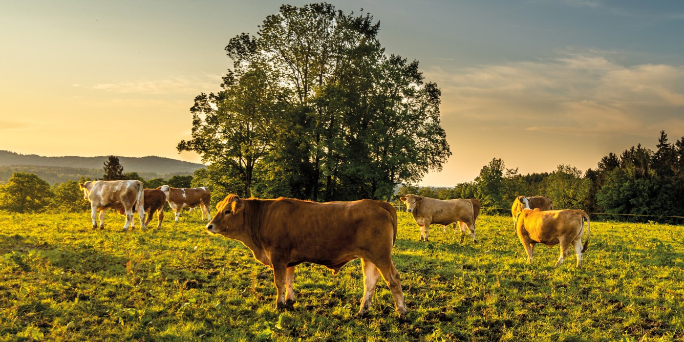 Aignerhof EKF Aignerhof EKF