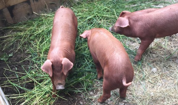 Sperrhof EKF, © Daniel Delang Sperrhof EKF, © Daniel Delang