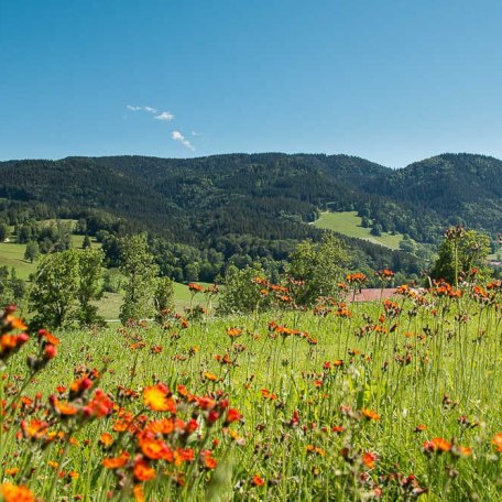 Natur pur ums Haus herum, © im-web.de/ Tourist-Information Gmund am Tegernsee