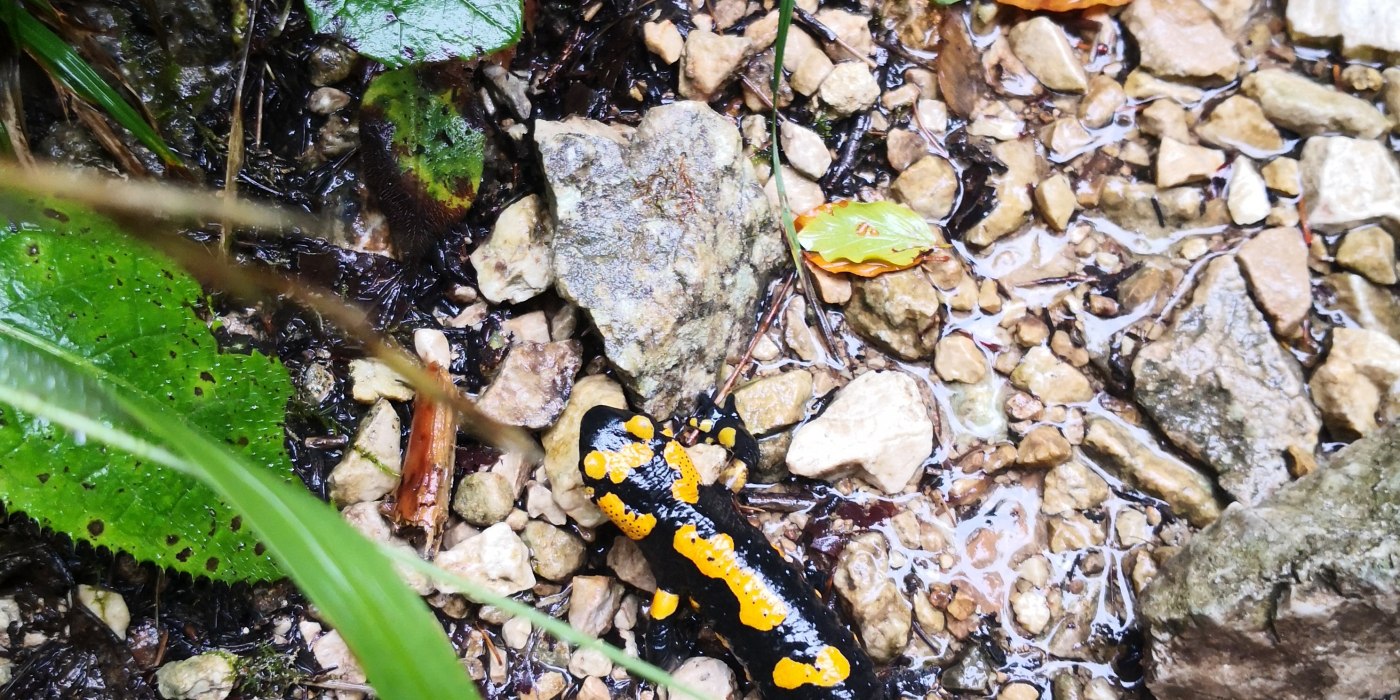 Salamander