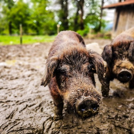 boarhof_mai19-08-1-von-1, © Der Tegernsee Rachel boarhof_mai19-08-1-von-1, © Der Tegernsee Rachel