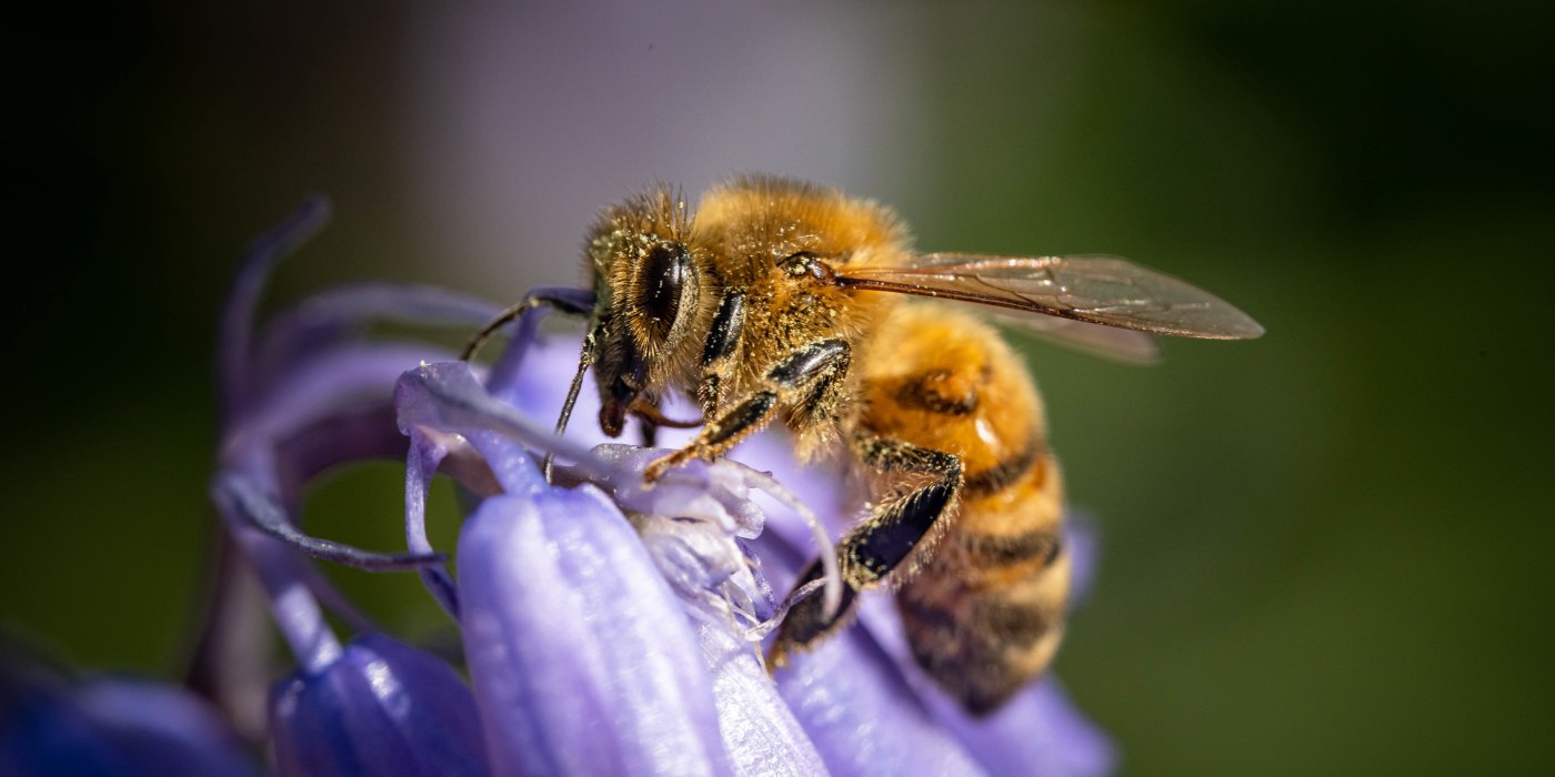 macro-shot-bumblebee-purple-flower