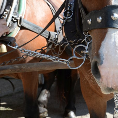 150909_fischerweber_apfel_pferde_047 150909_fischerweber_apfel_pferde_047