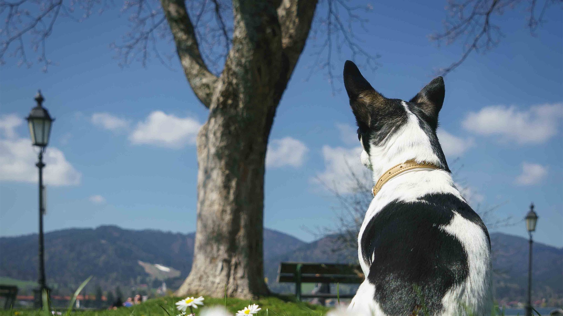 Urlaub Hund Bayern Tegernsee, © Dietmar Denger