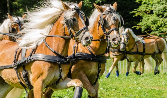 ttt_2017_rosstag_0016-rainer-vetter_1 ttt_2017_rosstag_0016-rainer-vetter_1