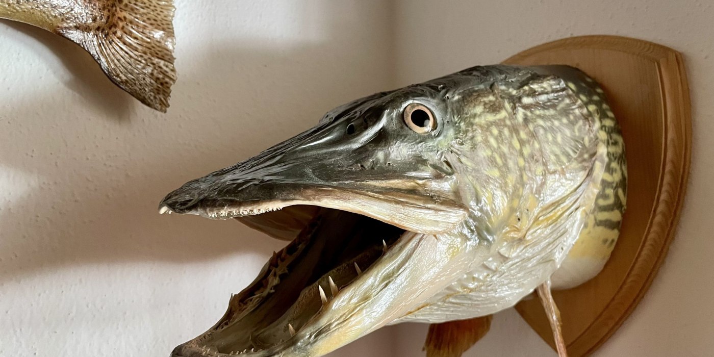 Fische_Jagerhaus 2024 © Ines Wagner Fische_Jagerhaus 2024 © Ines Wagner