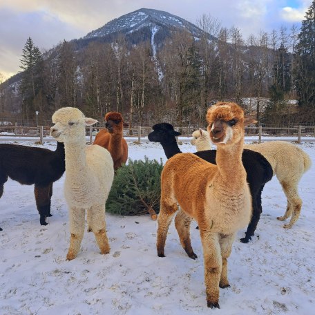 Unsere Alpakaherde, &copy; im-web.de/ Tourist-Information Rottach-Egern