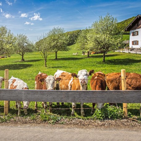 Bauernhof, © im-web.de/ Gäste-Information Schliersee in der vitalwelt schliersee