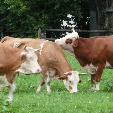 unsere Kühe auf der Weide, © im-web.de/ Kultur- und Tourismusamt Miesbach
