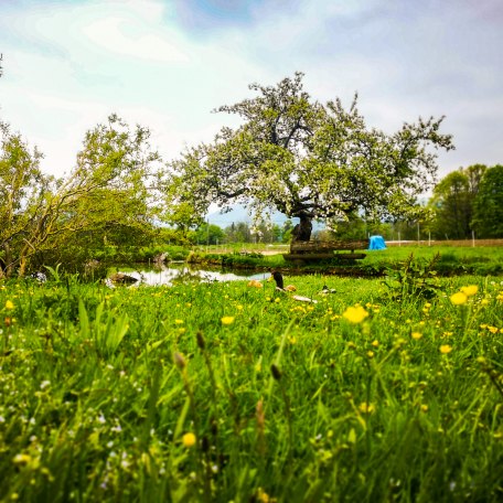 boarhof_mai19-02-1-von-1, © Der Tegernsee Rachel boarhof_mai19-02-1-von-1, © Der Tegernsee Rachel