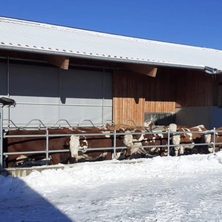 Stall  Auslauf im Winter, &copy; &copy;Glasl