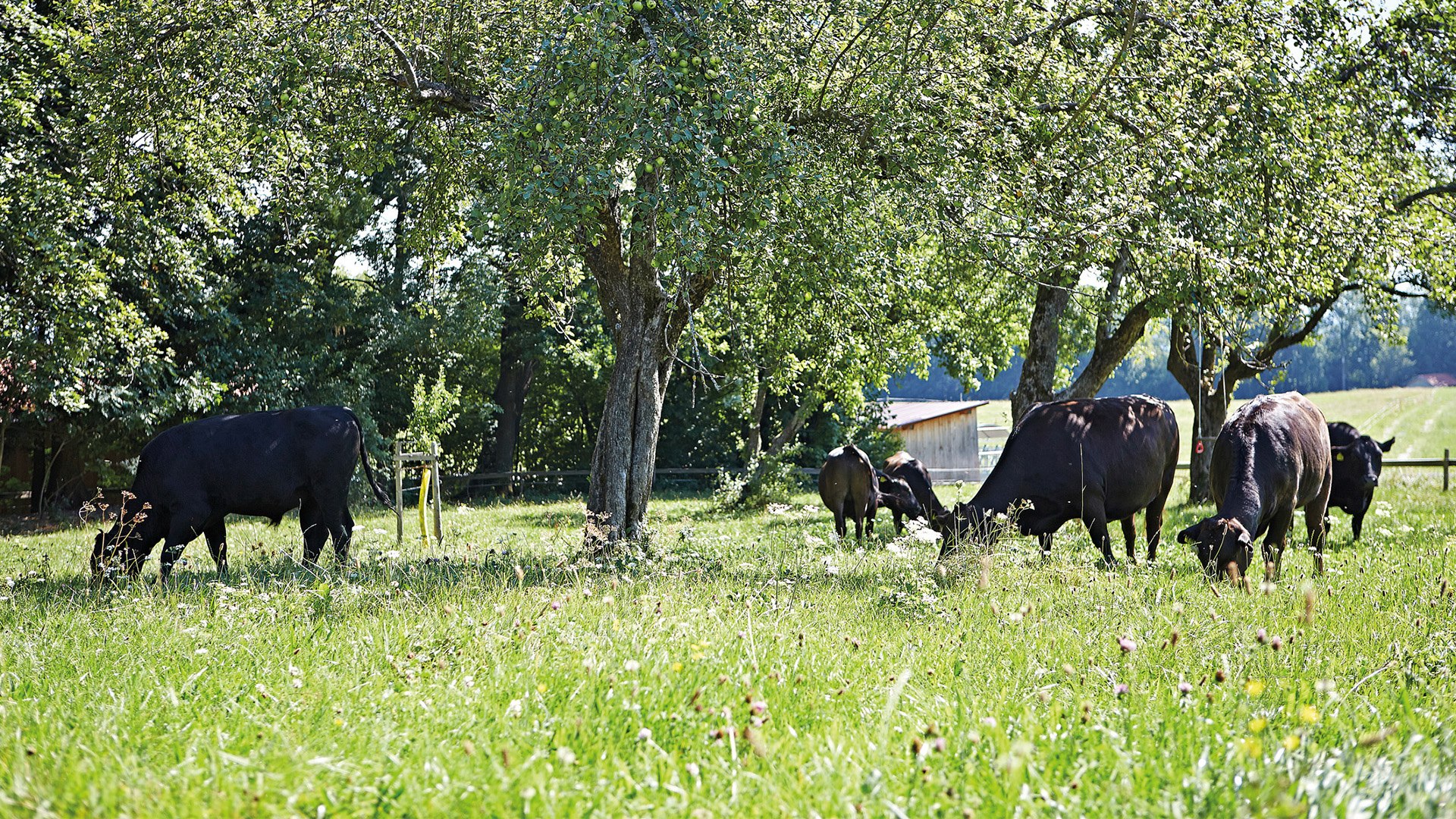 Wagyu Oberland EKF