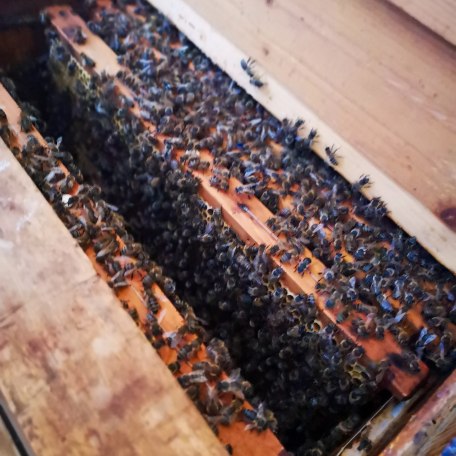 Lehrbienenstand_Gmund_5, &copy; DER TEGERNSEE I. Munstermann