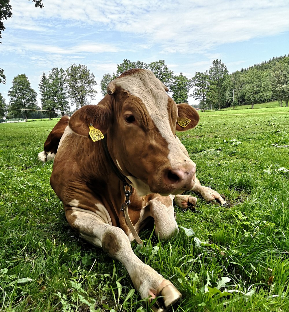 viehmarkt_web_1, &copy; Zuchtverband Miesbach