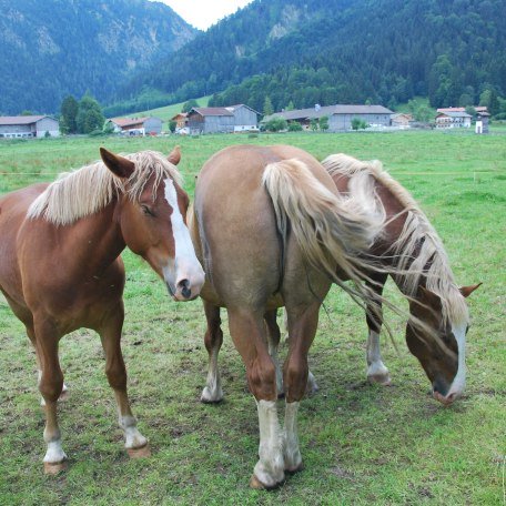 Nachbarschaft, © im-web.de/ Gäste-Information Schliersee in der vitalwelt schliersee