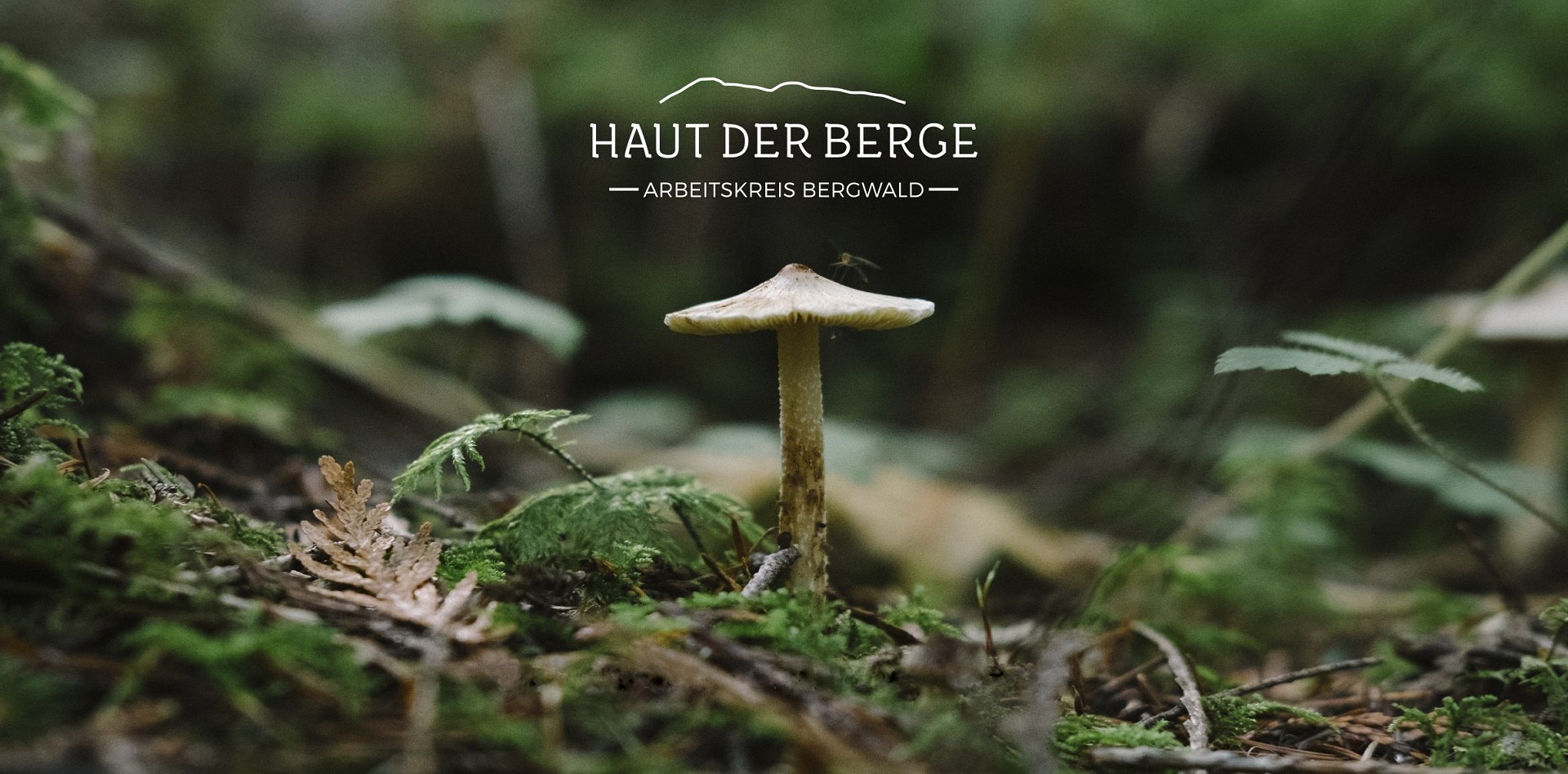 Haut der Berge 15.06, © Susanne Heim