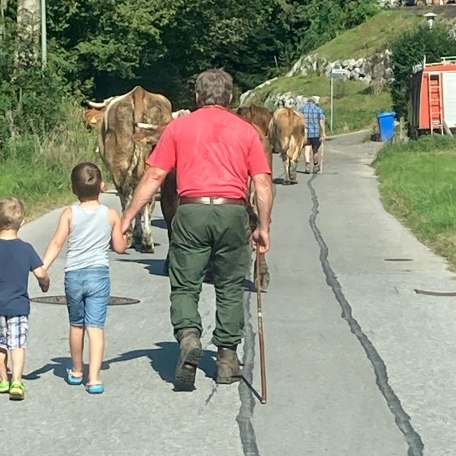 Kühe treiben, © im-web.de/ Gäste-Information Schliersee in der vitalwelt schliersee