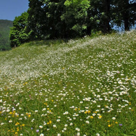 https://d1pgrp37iul3tg.cloudfront.net/objekt_pics/obj_full_32231_004.jpg, © im-web.de/ Tourist-Information Kreuth