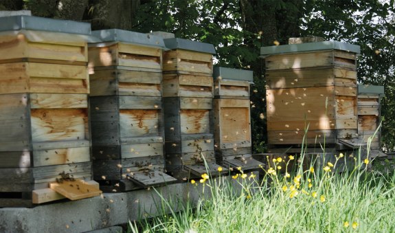 Bio-Imkerei Bartl EKF Bio-Imkerei Bartl EKF