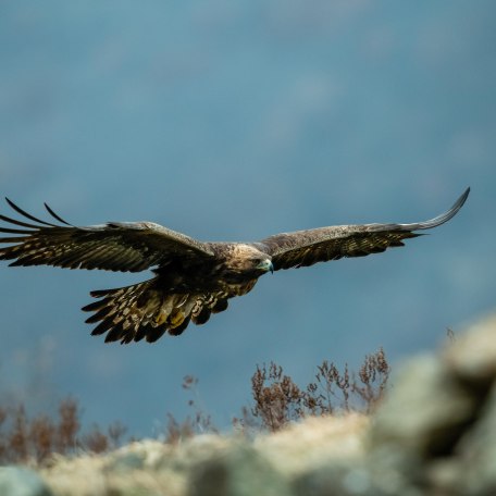 Steinadler fliegend &copy; Adobe Stoc_Tomas Hulik, &copy; Thomas Hulik