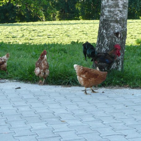 unsere Hühner auf Achse, © im-web.de/ Kultur- und Tourismusamt Miesbach