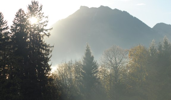 die-seele-des-waldes