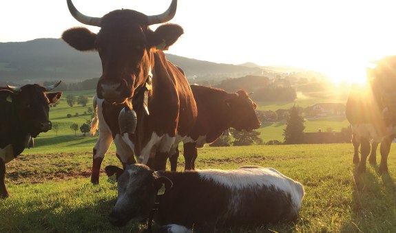 Biohof Schwarzenberg EKF