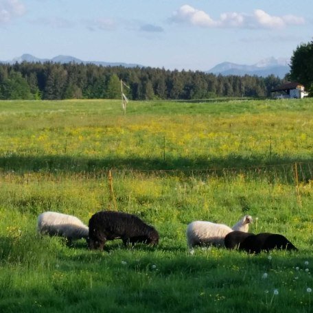 Blick von den Gästezimmern zu unseren Schafen und Hühnern vorm Haus, © im-web.de/ Gemeinde Waakirchen-Schaftlach