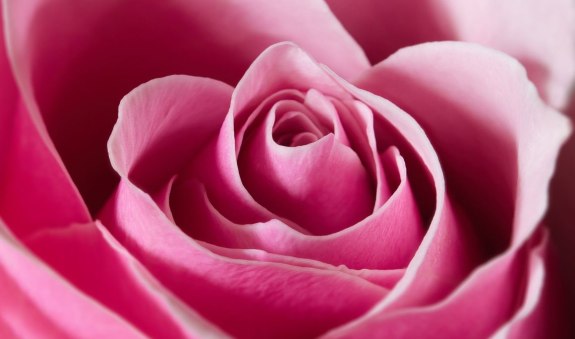 Rose, © Sonja Reichel Rose, © Sonja Reichel