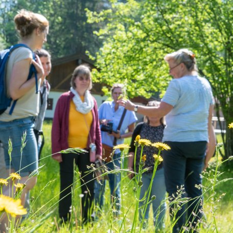 Kräuterwanderung © Der Tegernsee, Thomas Plettenberg (6) Kräuterwanderung © Der Tegernsee, Thomas Plettenberg (6)