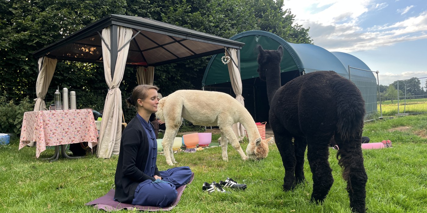 Qi Gong auf der Weide Qi Gong auf der Weide
