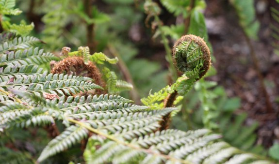 Waldbaden_1