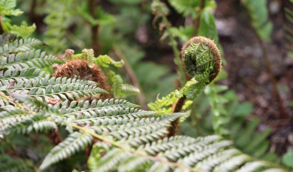 Waldbaden_1
