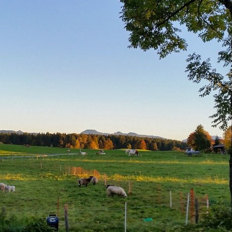 Blick von der Terrasse zu den Tieren und Bergen, © im-web.de/ Gemeinde Waakirchen-Schaftlach