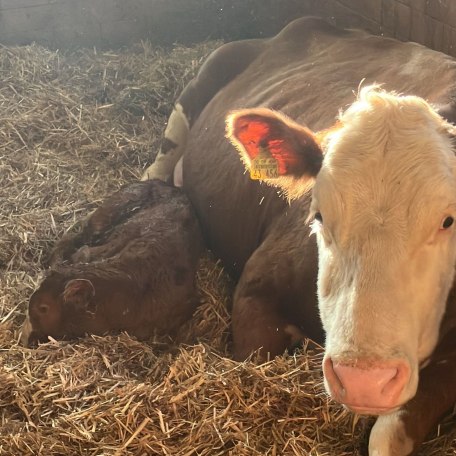 Neuankömmling, © im-web.de/ Gäste-Information Schliersee in der vitalwelt schliersee