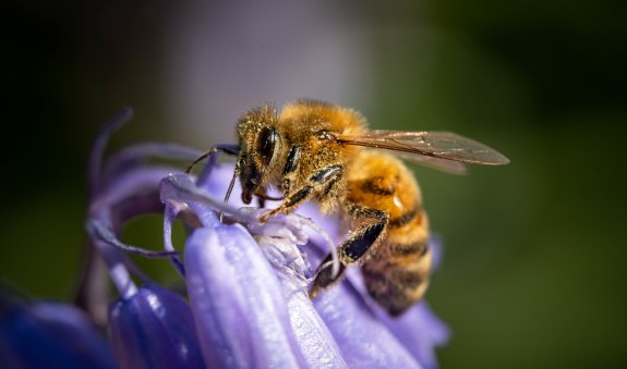 macro-shot-bumblebee-purple-flower