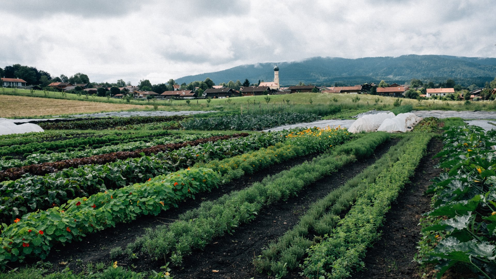 NIETS Gemüsegarten EKF NIETS Gemüsegarten EKF