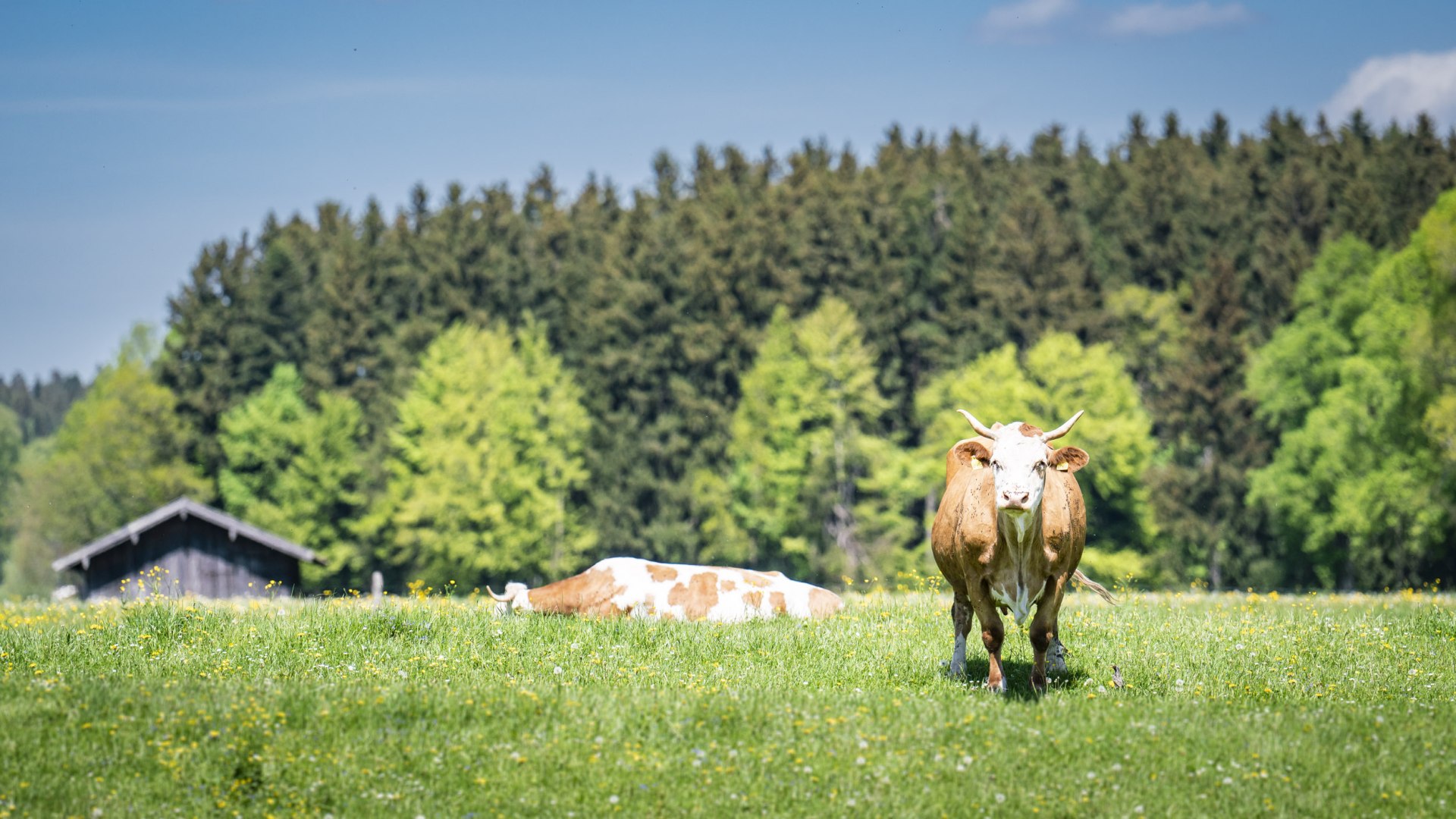 Metzgerei EKF, © Dietmar Denger