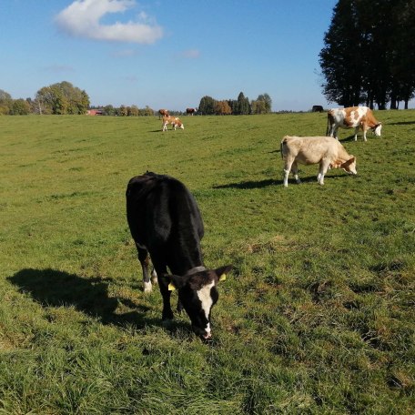 In unserm Dorf dürfen die Kühe noch auf die Weide., © im-web.de/ Gemeinde Warngau