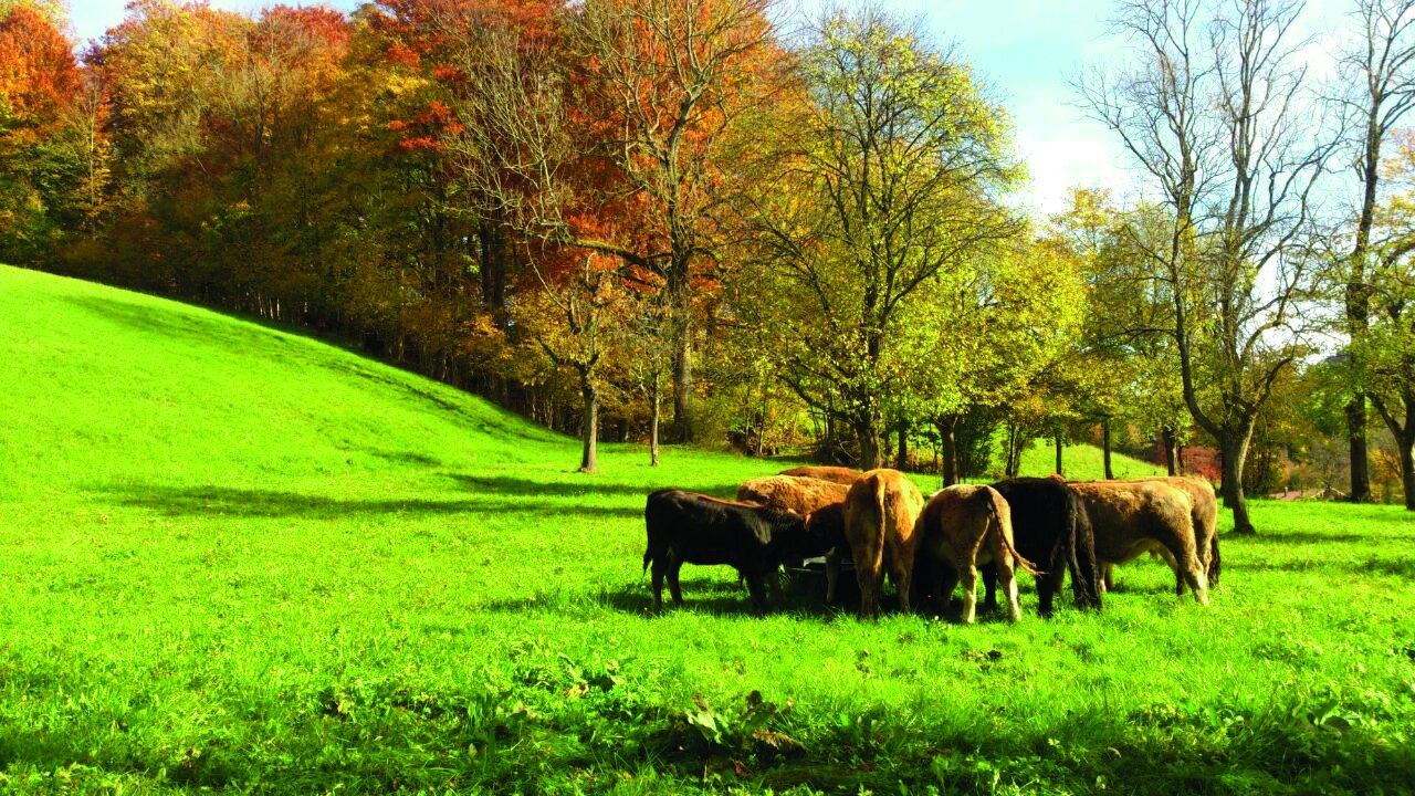 Biohof Sonnenstatter EKF