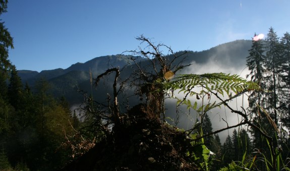 Urwald, © Alpenregion Tegernsee Schliersee