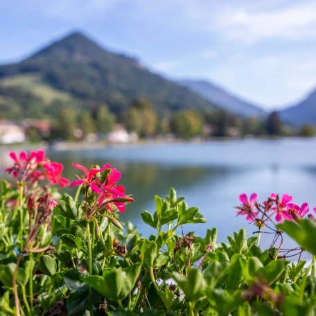 Seegrundstück, © im-web.de/ Gäste-Information Schliersee in der vitalwelt schliersee