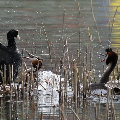 Haubentaucher beim streiten, © im-web.de/ Gäste-Information Schliersee in der vitalwelt schliersee