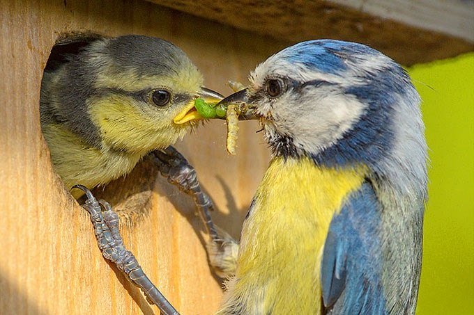150928-nabu-fuetterung-blaumeise-rita-priemer2, © nabu_rita-priemer