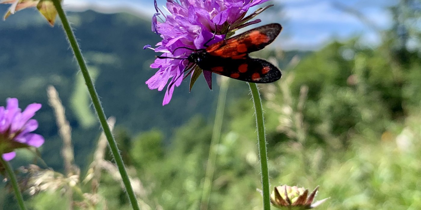 Pflanzenbild Pflanzenbild