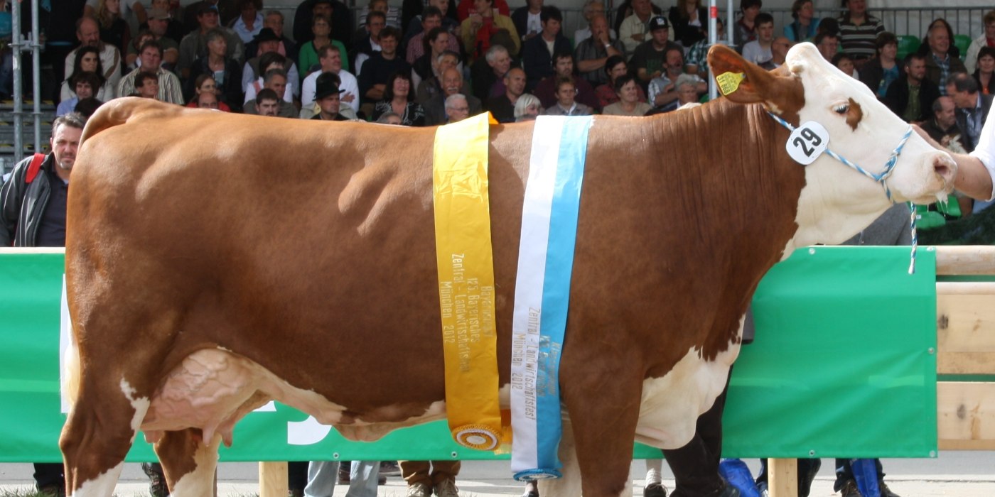 zuchtverband_3_1, © Zuchtverband Miesbach