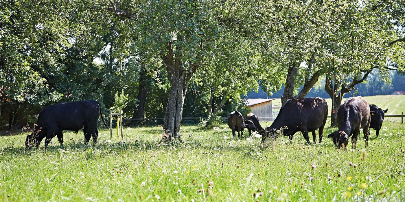 Wagyu Oberland EKF