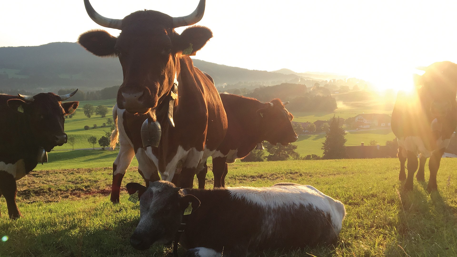 Biohof Schwarzenberg EKF Biohof Schwarzenberg EKF