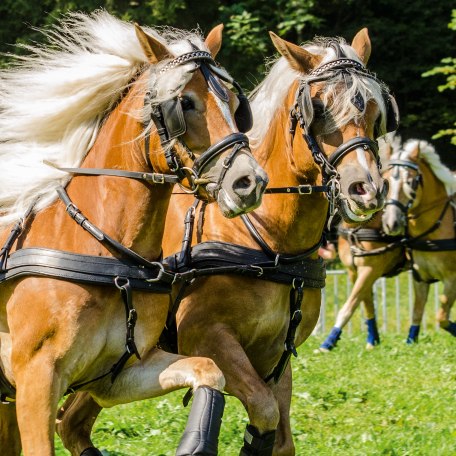 ttt_2017_rosstag_0016-rainer-vetter_1 ttt_2017_rosstag_0016-rainer-vetter_1